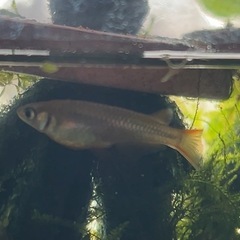 個性豊かなミックスメダカ
🐟6匹の画像