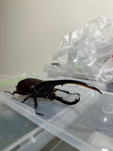 ゴールデンウィーク価格カブトムシ、ヘラクレスオオカブト成虫ペア