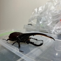 カブトムシ、ヘラクレスオオカブト成虫ペアの画像