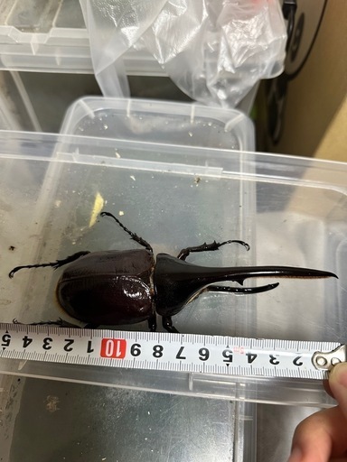 ゴールデンウィーク価格カブトムシ、ヘラクレスオオカブト成虫ペア