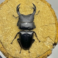 即ブリ⭕️R8⑦国産オオクワガタ︎︎WF2十日町産ペアの画像