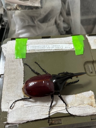 カブトムシ、ヘラクレスオオカブト成虫ペアOAKS血統！！