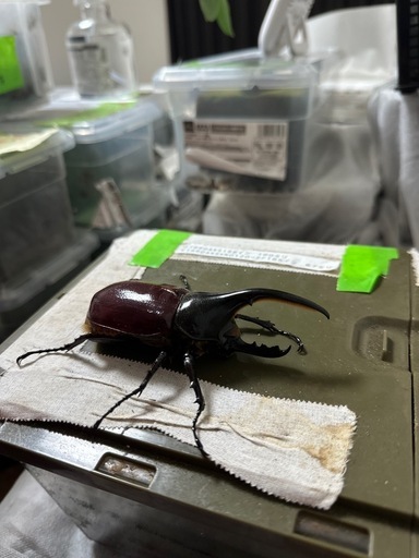 カブトムシ、ヘラクレスオオカブト成虫ペアOAKS血統！！