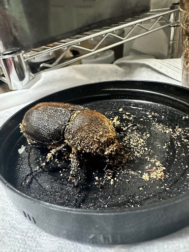 カブトムシ、ヘラクレスオオカブト成虫ペアOAKS血統！！