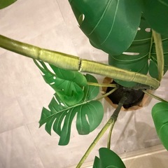 人工観葉植物4点セットの画像