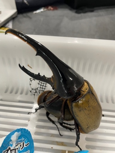 ヘラクレスオオカブトの雌【取引中】 (グロム虫) 波多江のその他の中古