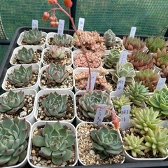 多肉植物　エケベリア　ハオルチア アガベの画像