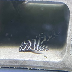 キンペコ　Ｌ２３６
の画像