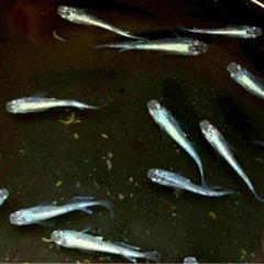 ネプチューン×金系幹之メダカ　　の画像