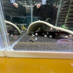 レア種　コリドラス　ゼブリーナ  CW111　F1の画像