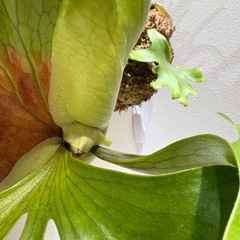 ビカクシダ　コロナリウムの画像