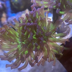 ナガレハナサンゴ 9cmの画像