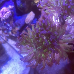 ナガレハナサンゴ 9cmの画像