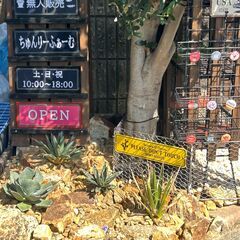 ★無人販売★ メダカ めだか 多肉植物 ちゅんりーふぁーむ…