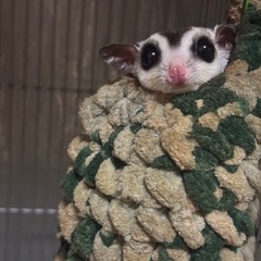 フクロモモンガ