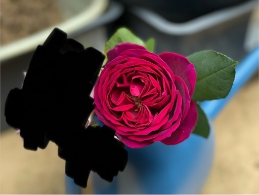 ダフネオベリスク仕立て、パシュミナ、アストリットグレーフィンフォンハルデンベルグ　バラ苗　薔薇苗　ばら苗　大苗　 ダフネオベリスク仕立て、パシュミナ、アストリットグレーフィンフォン
