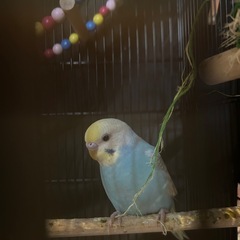 セキセイインコの画像