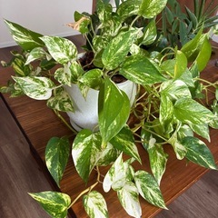 大きいモンステラの画像