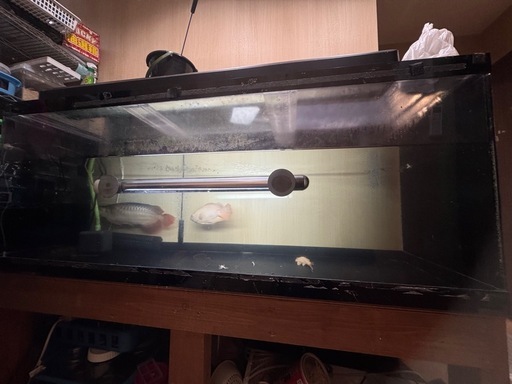 大型魚飼育
アクリル水槽　1500×600×600