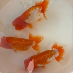 らんちゅう１匹　　2500円
の画像