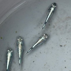 メダカ　レックウザ　2ペアの画像