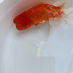 らんちゅう赤がち更紗　16センチ　の画像