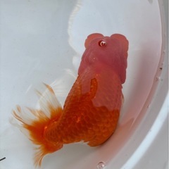 らんちゅう赤がち更紗　16センチ　の画像