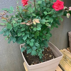 薔薇🌹の画像