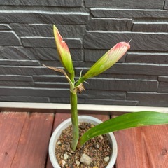 アマリリス(鉢植え)の画像