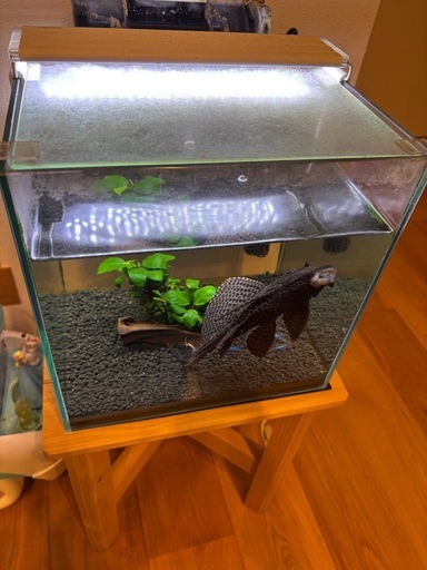 GEX グラステリア300水槽セット＋約25㎝セルフィンプレコとネオンテトラ ＋無垢ヒノキ台 GEX グラステリア300水槽セット＋約25㎝セルフィンプレコと