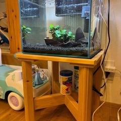 GEX グラステリア300水槽セット＋約25㎝セルフィンプレコとネオンテトラ ＋無垢ヒノキ台の画像