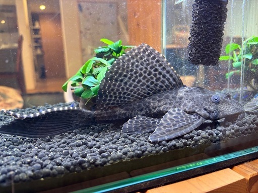 GEX グラステリア300水槽セット＋約25㎝セルフィンプレコと