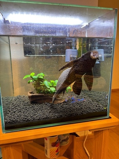 GEX グラステリア300水槽セット＋約25㎝セルフィンプレコとネオンテトラ ＋無垢ヒノキ台