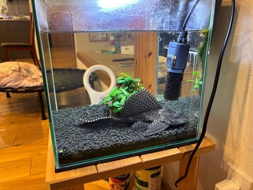 GEX グラステリア300水槽セット＋約25㎝セルフィンプレコと