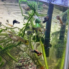 グッピー　ランダム15匹の画像