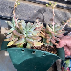 多肉植物の画像
