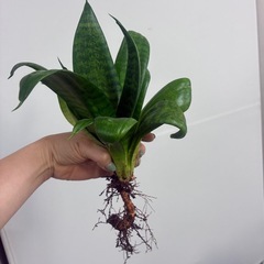 健康な根を持つサンスベリアの画像