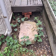 綺麗な庭石　譲ります‼️の画像