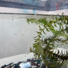 グッピー稚魚　　の画像