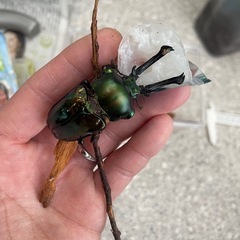 親♂特大ニジイロクワガタ産卵セット＋親♀(ピカール)の画像