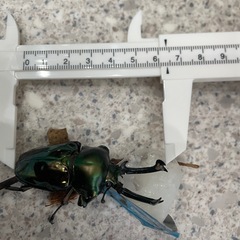 親♂特大ニジイロクワガタ産卵セット＋親♀(ピカール)の画像