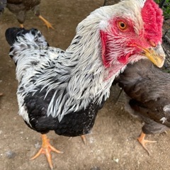 薩摩鶏　オスメスペア