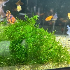 クリスマスモスの画像