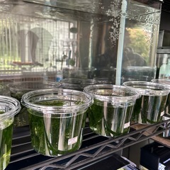 クリスマスモスの画像