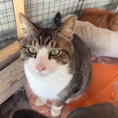 急募 5/3までに引き取りできる方お願いします