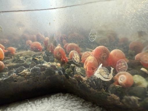 レッドラムズホーン50匹水槽アクアリウム熱帯魚 (まったり) 高知の 