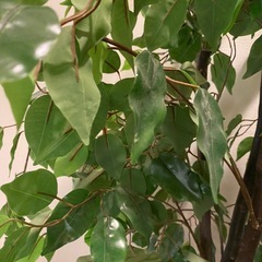 造花の木、さしあげます。の画像