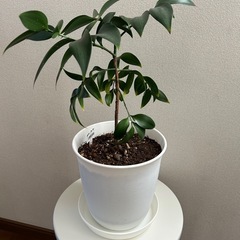観葉植物🪴の画像
