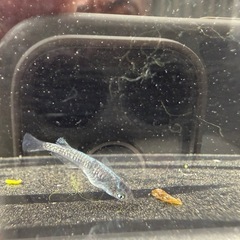 🐟MNF漆黒系統カガミ鱗アースアイの画像