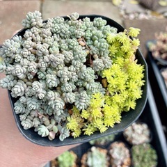 多肉植物　セダム ⑤ 詰め合わせ14個の画像